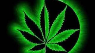 cannabis sativa cartel de santa