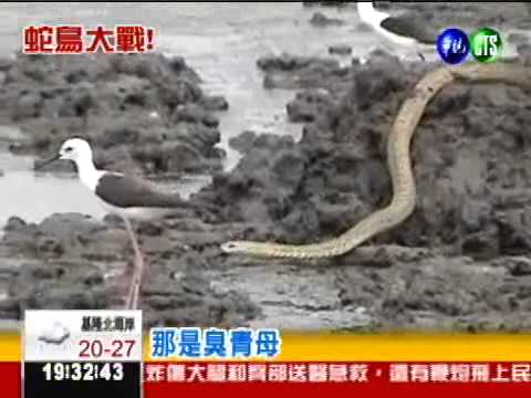 別吃我的兒! 候鳥大戰臭青母