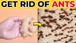 How To Get Rid Of Ants Permanently Inside The Home, Kitchen & Walls || DIY Get Rid of Red Ants