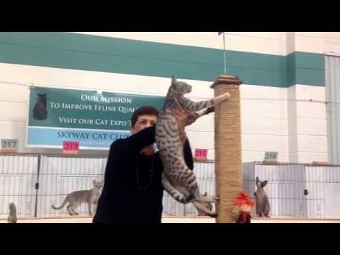 Wyldthingz Dharma of Bodhicats, SBT savannah cat, showing off at a cat show.
