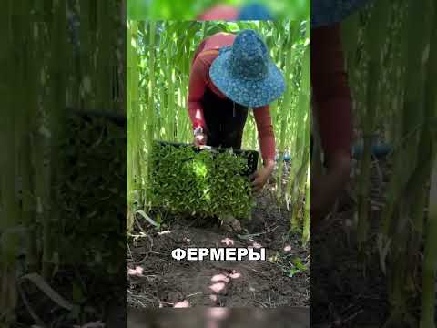 Секрет тайских фермеров: 2 урожая на одном поле 😱
