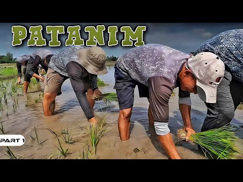 P1-Patanim ng Palay - EP1046