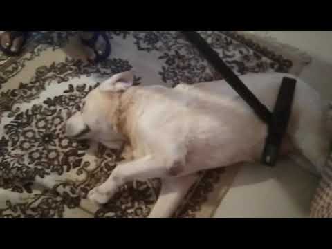 My labrador dog loves getting vacuumed😀😀