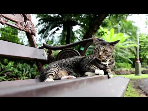 Cats in Motion: Graceful Agility and Acrobatics