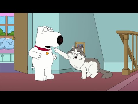 Family Guy Cat