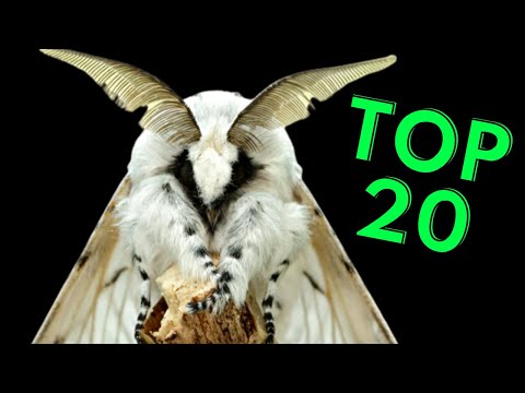 20 MOTHS YOU Have to SEE!!!