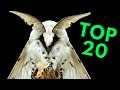 20 MOTHS YOU Have To SEE