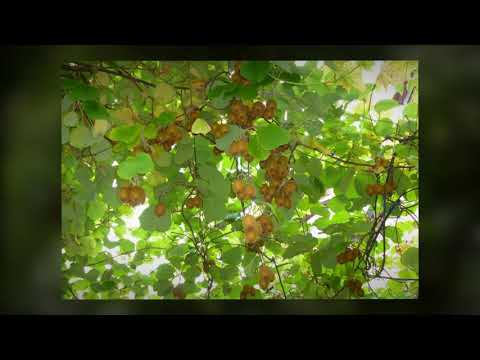 Presentazione di Alice Castello e Borgo d'Ale per gli amici del terremoto di Visso