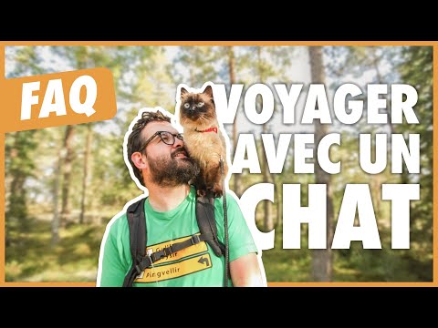 Comment voyager avec un chat ? conseils