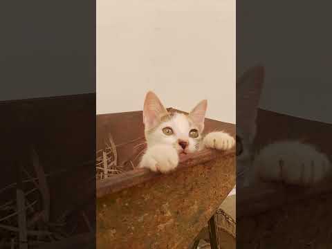 adarei manika♥️♥️❤️❤️