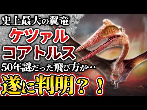 ドブロタ (コトル)について詳しく解説