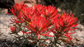 Mark Lanegan - Wildflowers