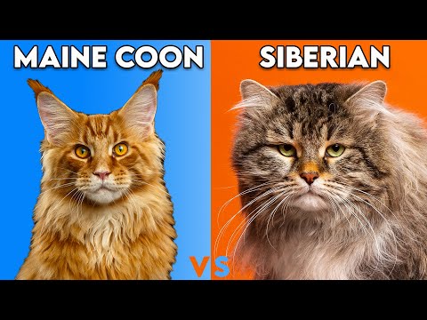 Maine Coon Cat vs Siberian Cat - How To Identify Them