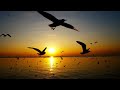 Tangerine Dream   Beach Theme