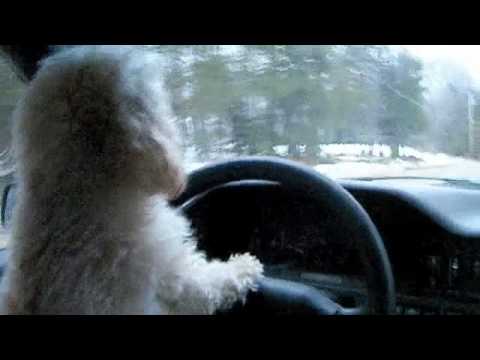 Toy poodle drives car!