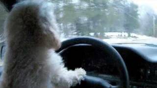 Toy poodle drives car!