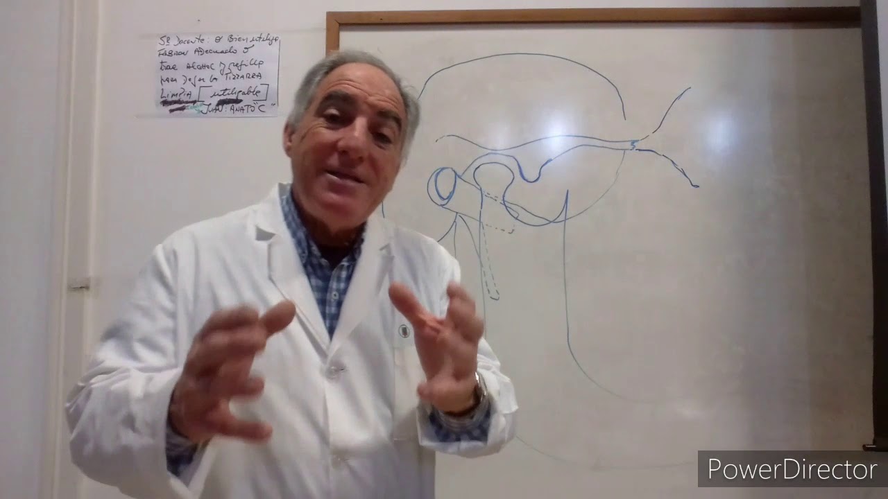 Teórico N° 23 Miología de la cabeza músculos masticatorios  Prof  Dr  Angel Narduzzi