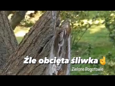 Źle obcięta śliwka
