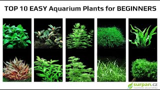 TOP 10 EASY Aquarium Plants for BEGINNERS | SURPAN.cz