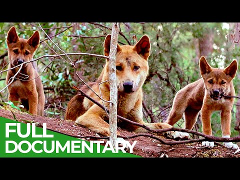 Wildlife Instincts: A Bond Dingoes
