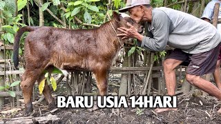Download lagu ONLY 14 DAYS OLD (simangus calf) mp3