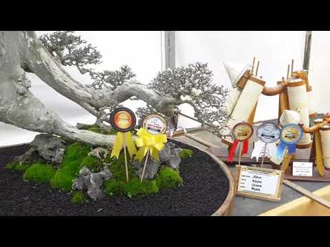 Best in show dipameran dan kontes bonsai ppbi cabang tuban tahun 2022