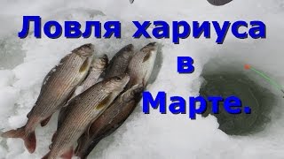 Ловля хариуса в марте со льда