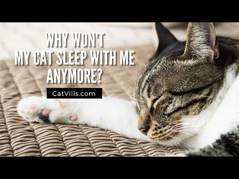WHY WON’T MY CAT SLEEP WITH ME ANYMORE?