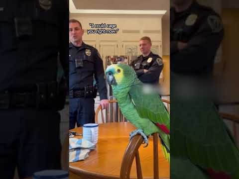 This Parrot Talks Like He Pays Rent