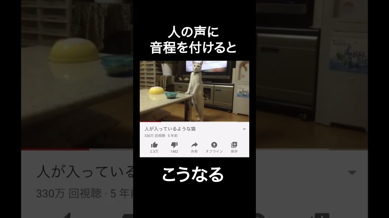 人が入っているような猫