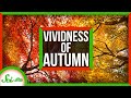 Why Is Autumn More Vivid In New England