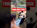 Think pandas are harmless? Think again. 🐼⚠️ #facts #shorts #wildlife