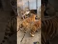Lion VS Tiger Tik Tok lover short video_#shorts _#tiger #trending #lion_#animal #tigersong #viral