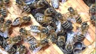 preview picture of video 'bijencontrole na de winter'