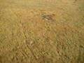 Wildebeest Running