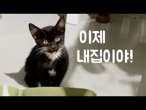 일주일째 숨어살던 도둑냥 아깽이 존재감을 드러내다