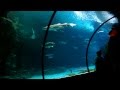 Shark Reef Aquarium Mandalay Bay Las Vegas