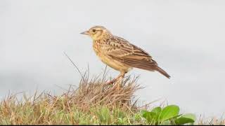 Download lagu Luar Biasa! Suara Unik Burung Skylark Oriental mp3 Download lagu Luar Biasa! Suara Unik Burung Skylark Oriental mp3