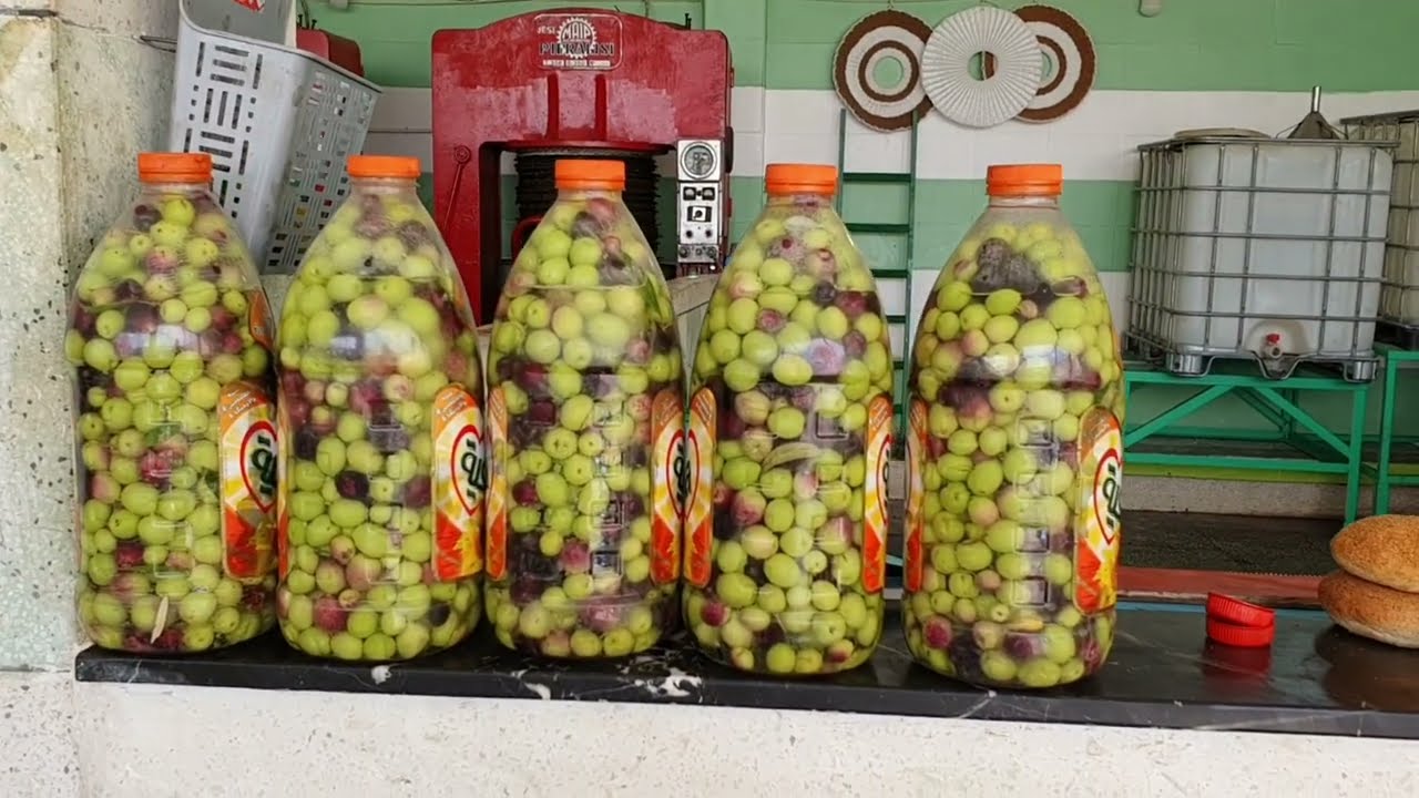 Prix du litre d'huile d'olive موسم جني الزيتون. المهاية بين فاس و مكناس