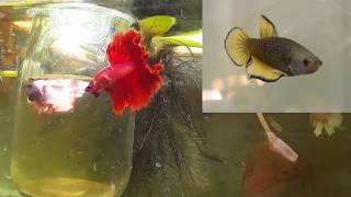 como desarrollaron los bettas media luna