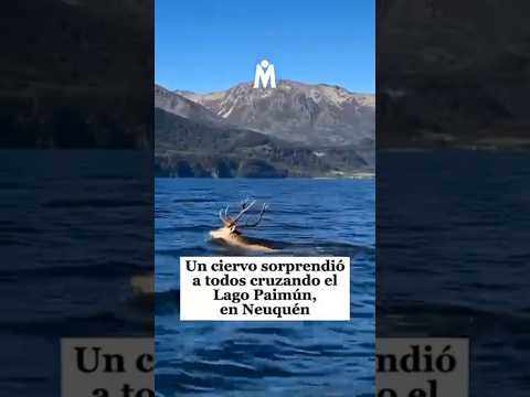 ¡INCREÍBLE! Ciervo nadando en el Lago Paimún 🌊