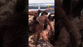 Download lagu 🕷️ What’s the Best Tarantula Name? ✅ mp3