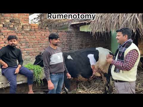 Rumenotomy l Recurrent Tympany l dr umar khan