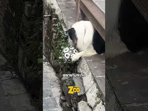 หมาตัวนี้ แค่อยากมีเพื่อนเล่นเท่านั้น