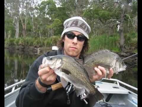 download lagu mp3 mp4 Estuary Perch Eating, download lagu Estuary Perch Eating gratis, unduh video klip Estuary Perch Eating