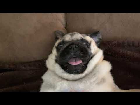 Pugs on the Flipside