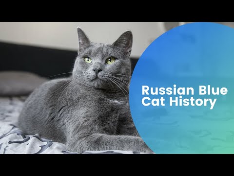 Russian Blue Cat History and Breed Introduction