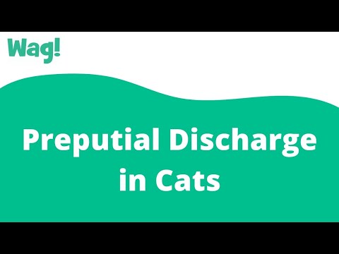 Preputial Discharge in Cats | Wag!