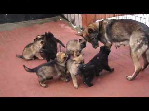 Welpen nach Hank vom Weinbergblick & Orka von der Germanenquelle 6Wochen alt