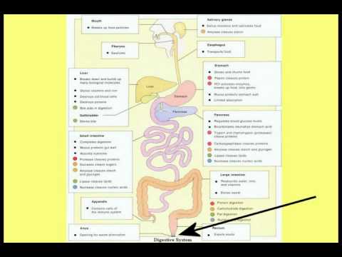 The Worm View of the Human Body Part 01